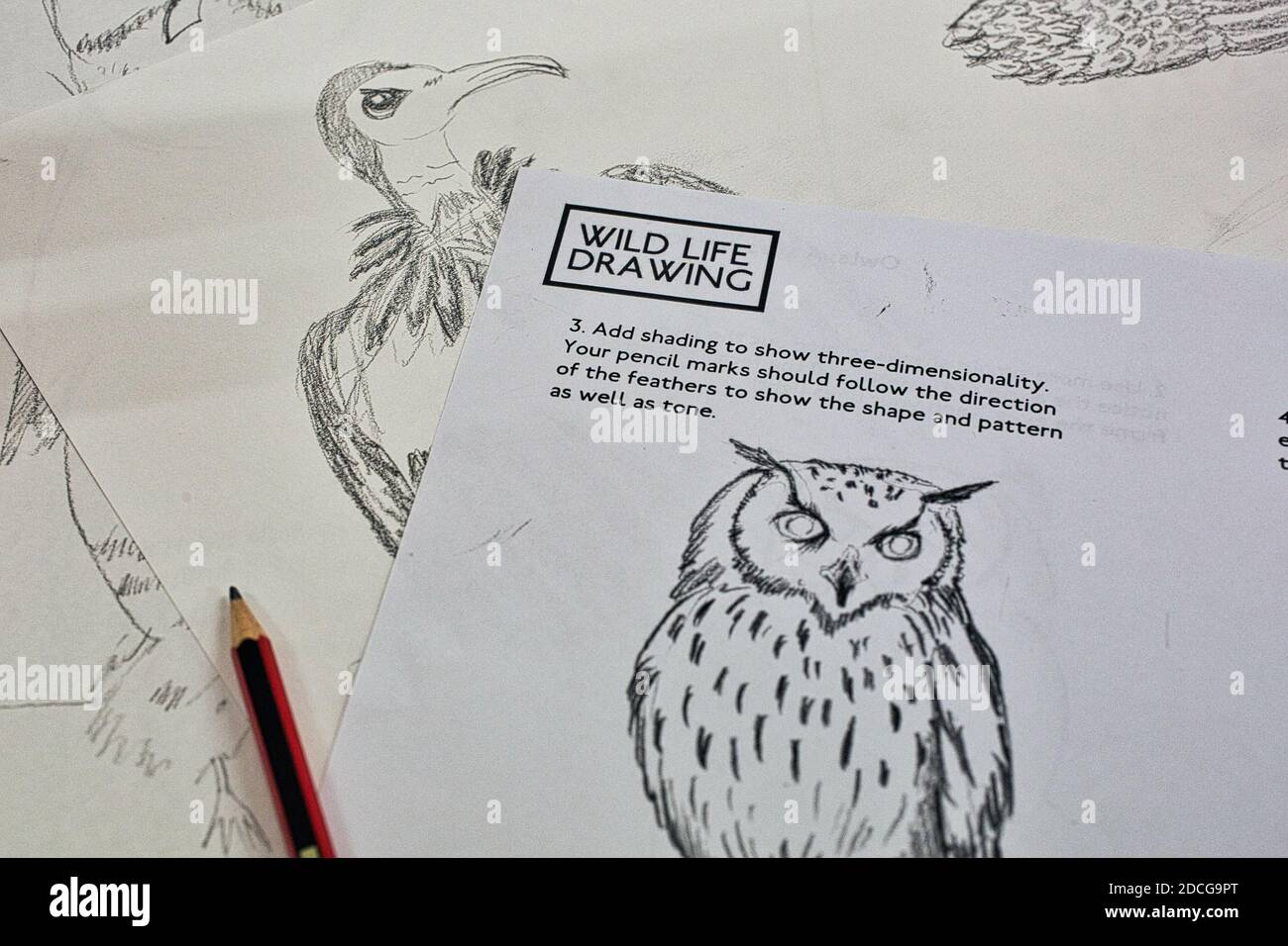 GRAN BRETAGNA / Inghilterra / Londra / Wild Life Drawing /artista e appassionato di fauna selvatica Jennie Webber è dietro Wildlife Drawing - life drawing classes. Foto Stock