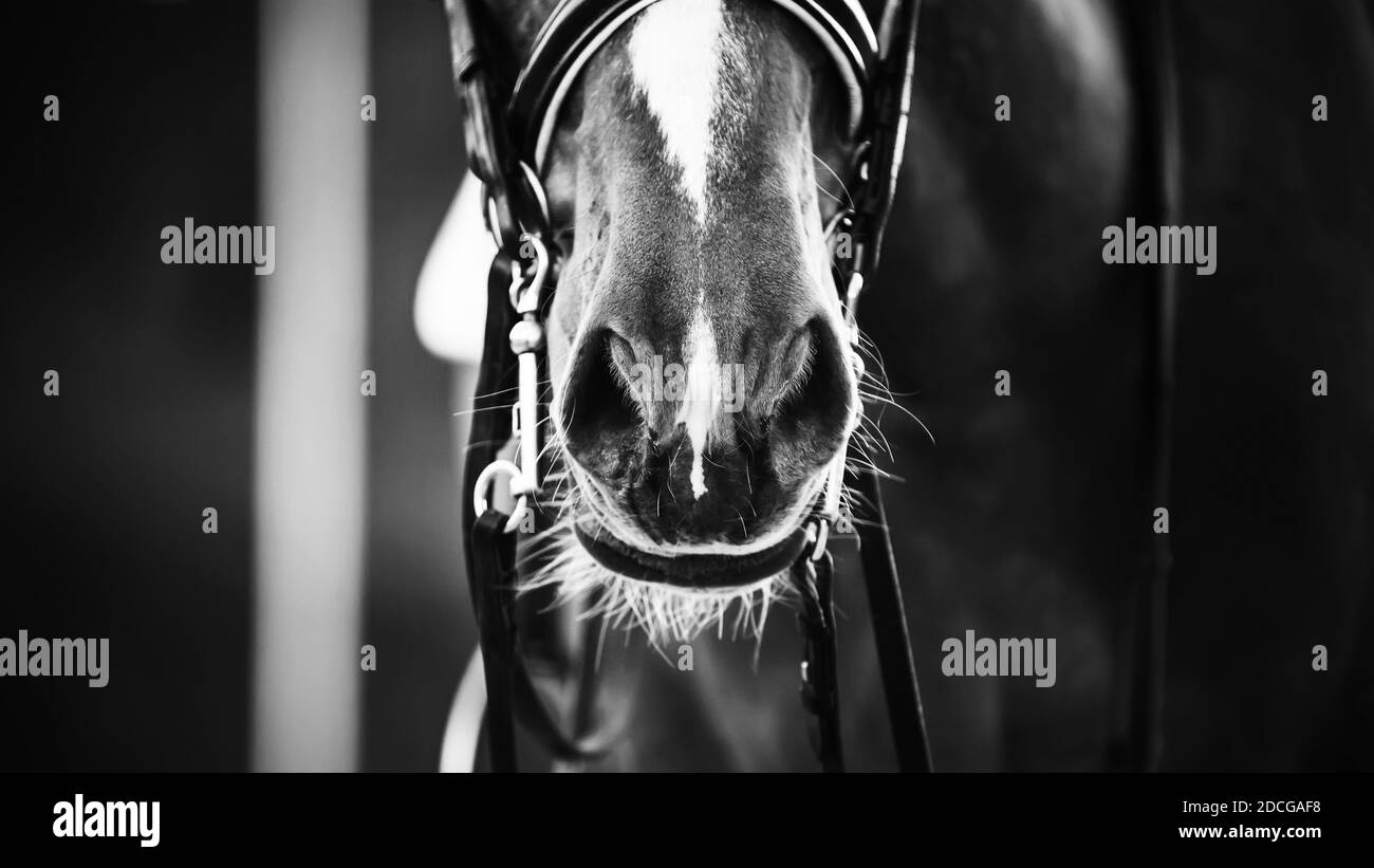 Immagine in primo piano in bianco e nero del naso del cavallo, indossando una briglia e un naffle. Sport equestre. Narici Foto Stock