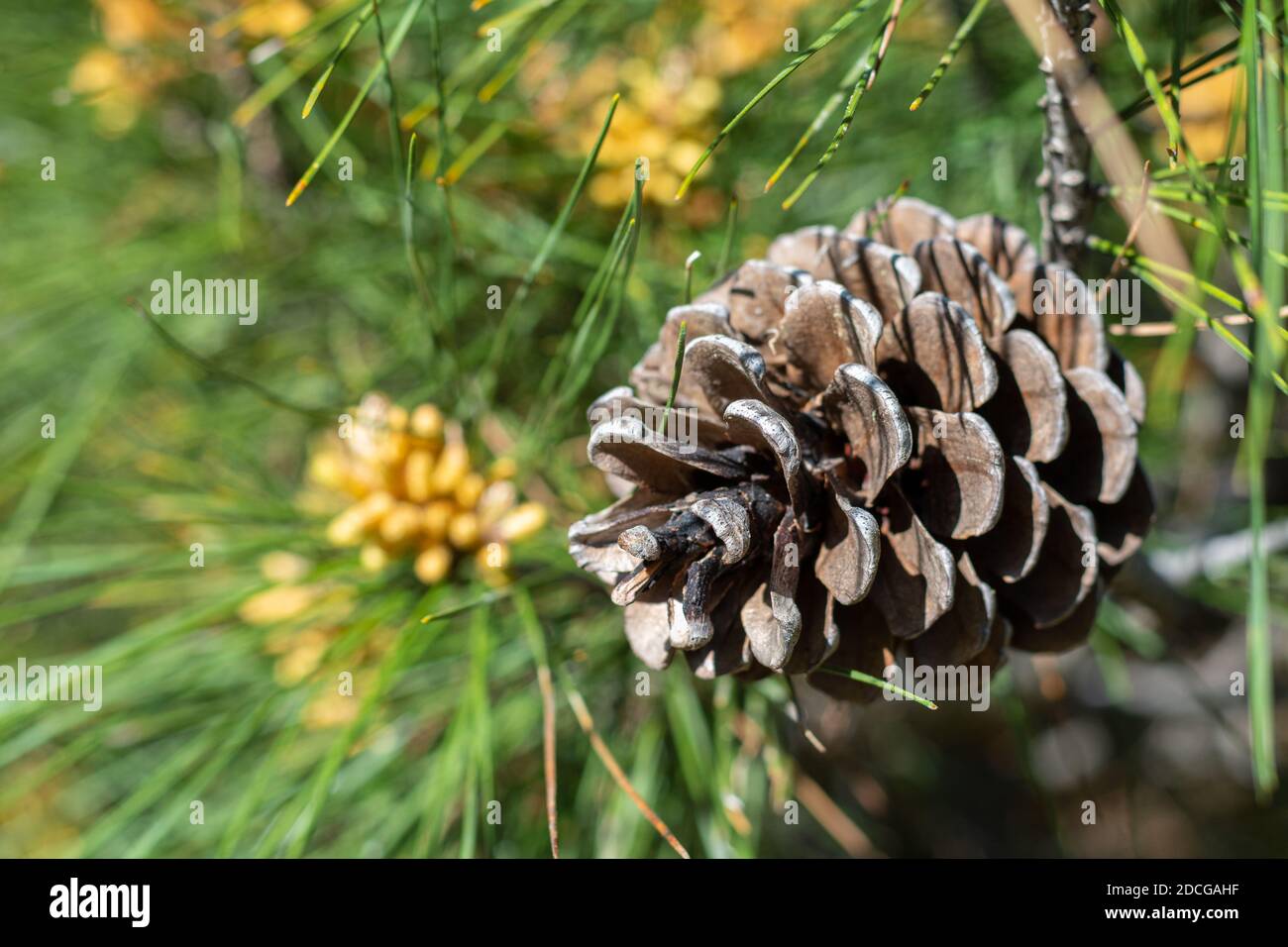 Pinus halepensis (pino comune) cono maschio primo piano in primavera Foto Stock