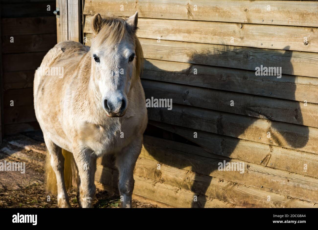 East Lothian, Scozia, Regno Unito, 21 novembre 2020. Muirfield Riding Therapy: L'Equitazione per la carità disabili ha 10 pony e cavalli, ma 10 anni pony gallese (B) Nico lascerà oggi con sospetta artrite. Si spera che possa essere in grado di tornare, ma si prenderà cura di e di condurre fuori per le passeggiate vicino a Gifford da ora in poi Foto Stock