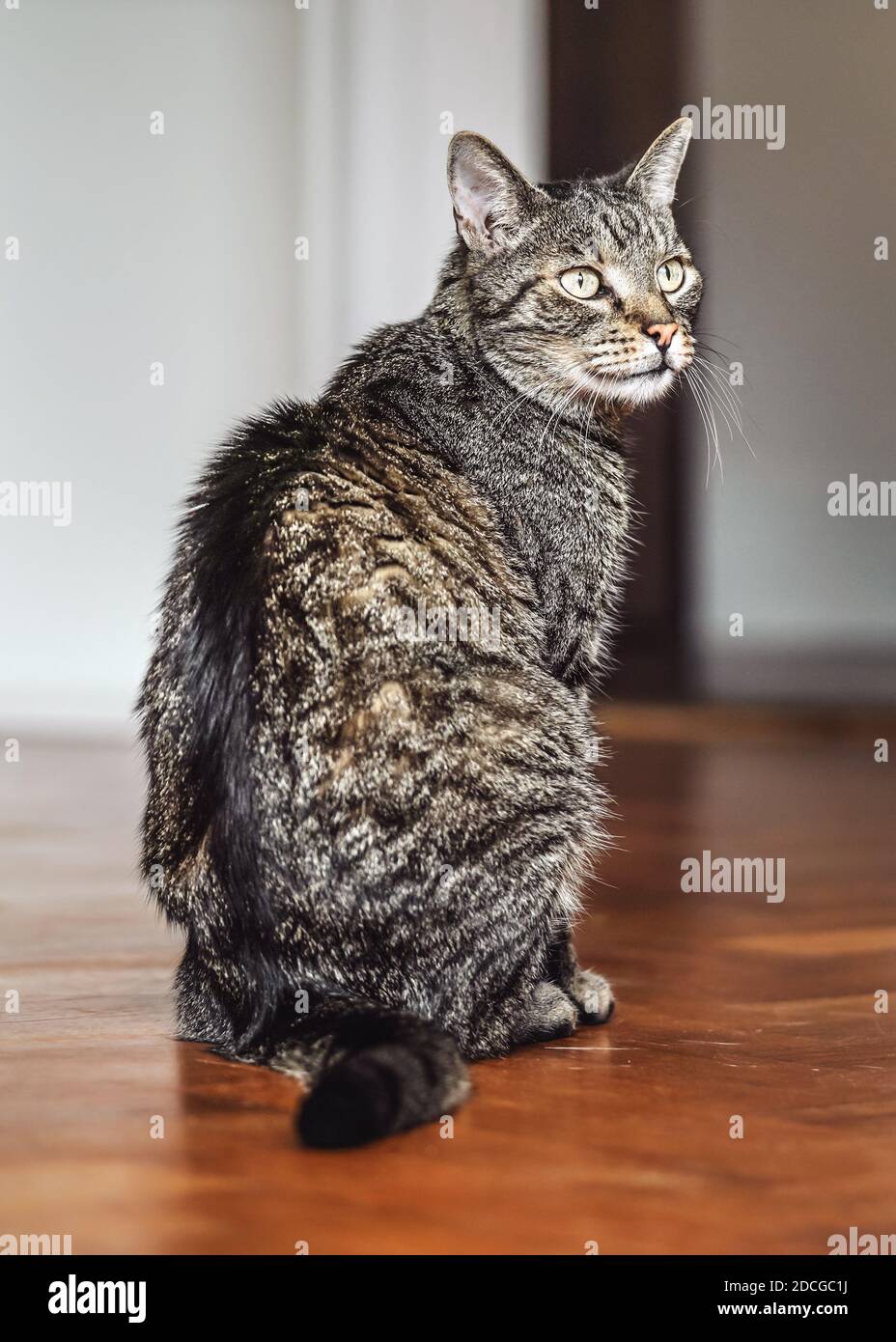 Gatto tabby marrone grigio seduto su pavimento di legno, guardando curioso Foto Stock