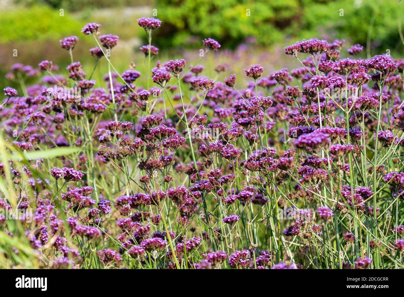 Verbena bonariensis una pianta porpora erbacea perenne estate fiore autunno comunemente noto come top viola o vervain argentino, foto stock Foto Stock