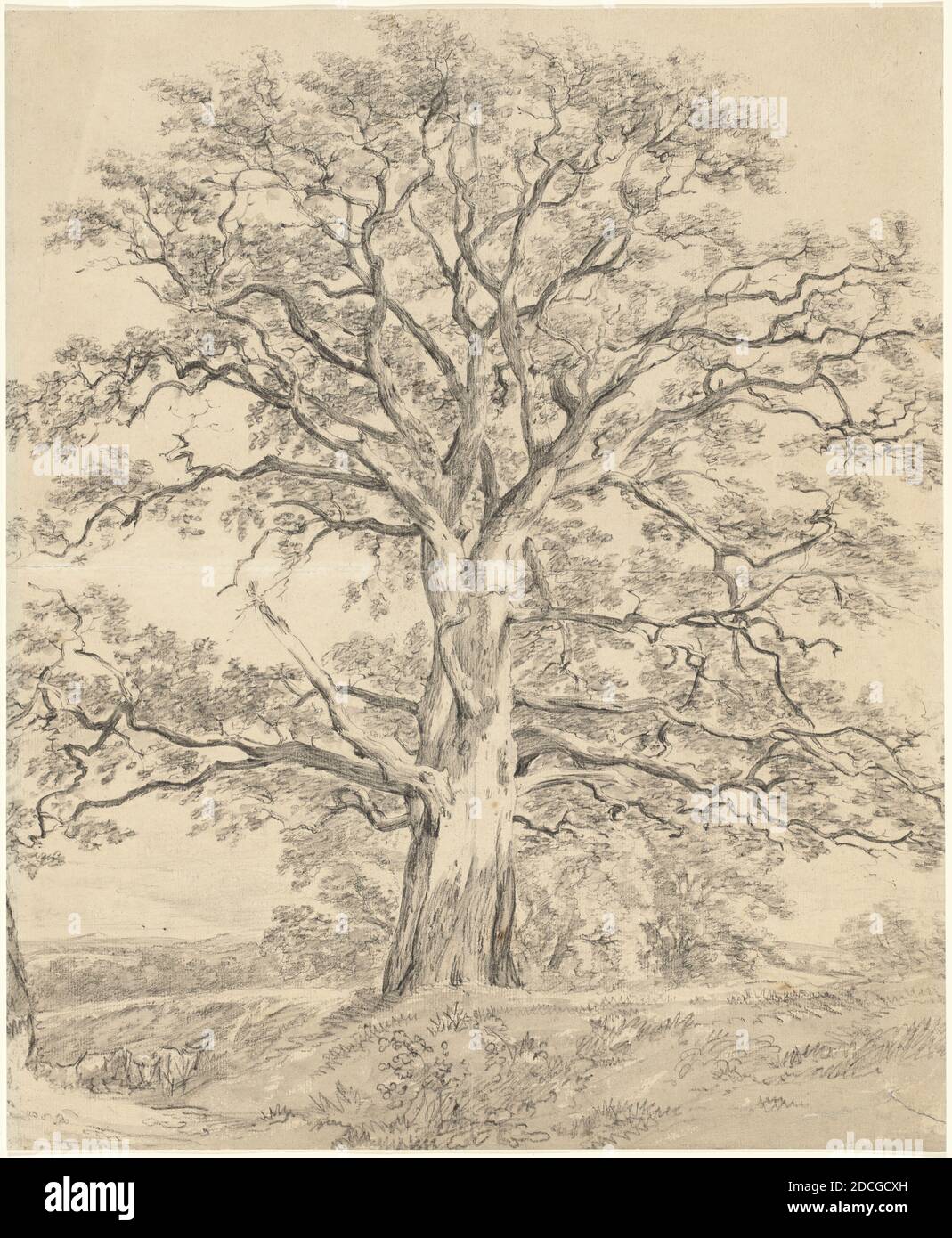 John Constable, (artista), British, 1776 - 1837, A Great Oak Tree, c. 1801, gesso nero con lavaggio grigio su carta deposta, totale: 54 x 44.4 cm (21 1/4 x 17 1/2 pollici), tappetino: 55.9 x 71.1 cm (22 x 28 pollici Foto Stock