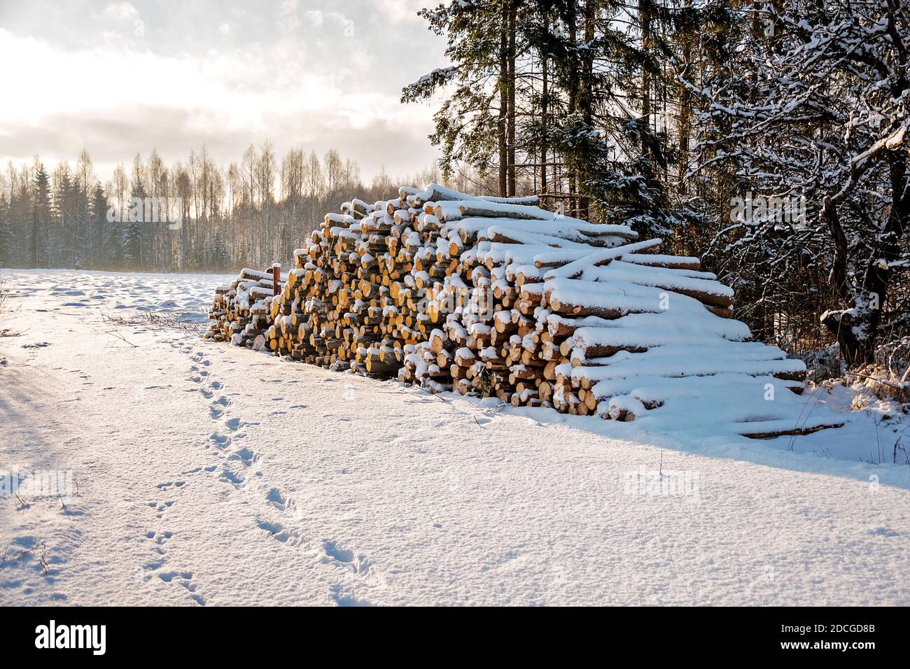 Tronchi e legna da ardere appena tagliati da taglialegna immersi sotto una coperta di neve bianca durante la stagione invernale. Foto Stock