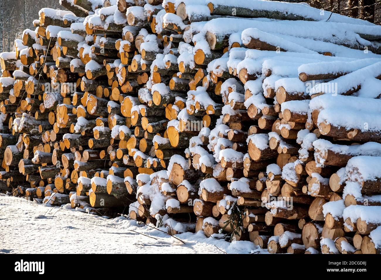 Tronchi e legna da ardere appena tagliati da taglialegna immersi sotto una coperta di neve bianca durante la stagione invernale. Foto Stock