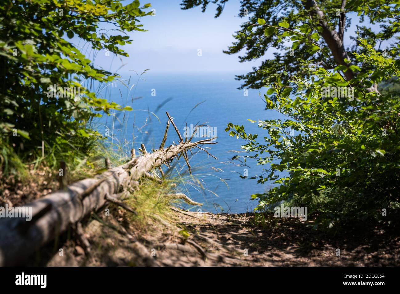 albero caduto nella foresta con il mare sullo sfondo Foto Stock