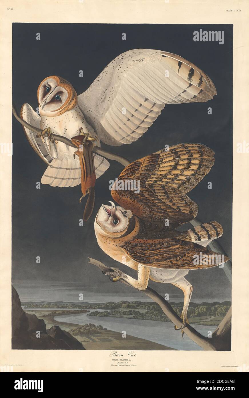 Robert Havell, Jr., (artista), americano, nato Inghilterra, 1793 - 1878, John James Audubon, (artista dopo), americano, 1785 - 1851, Barn Owl, The Birds of America: Plate CLXXI, (serie), 1833, incisione a mano e acquatinto su carta Whatman wove, piatto: 97.5 x 65.5 cm (38 3/8 x 25 13/16 pollici), foglio: 100.5 x 68.3 cm (39 9/16 x 26 7/8 pollici Foto Stock