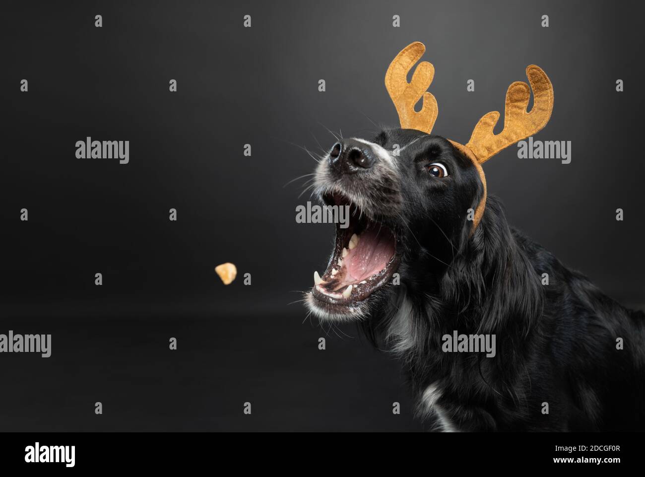 Ritratto di Natale di un cane nero che indossa corna di renna cattura una sorpresa su uno sfondo nero. Foto Stock