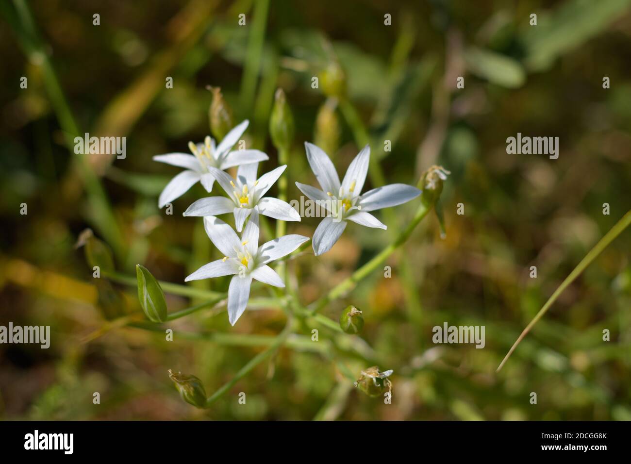 Ornithogalum umbellatum (stella giardino di Betlemme, giglio d'erba, pisolino a mezzogiorno, o signora alle 11) fiori Foto Stock