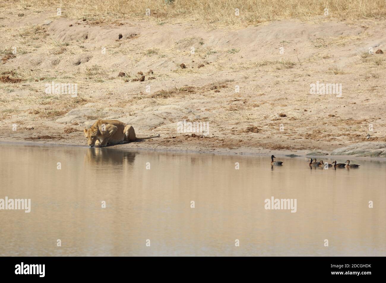 Afrikanischer Löwe / Leone africano / Leone Panthera Foto Stock