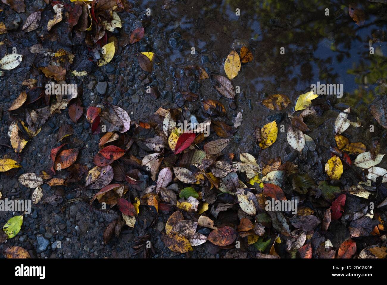 Foglie d'autunno in pozze d'acqua fangose Foto Stock