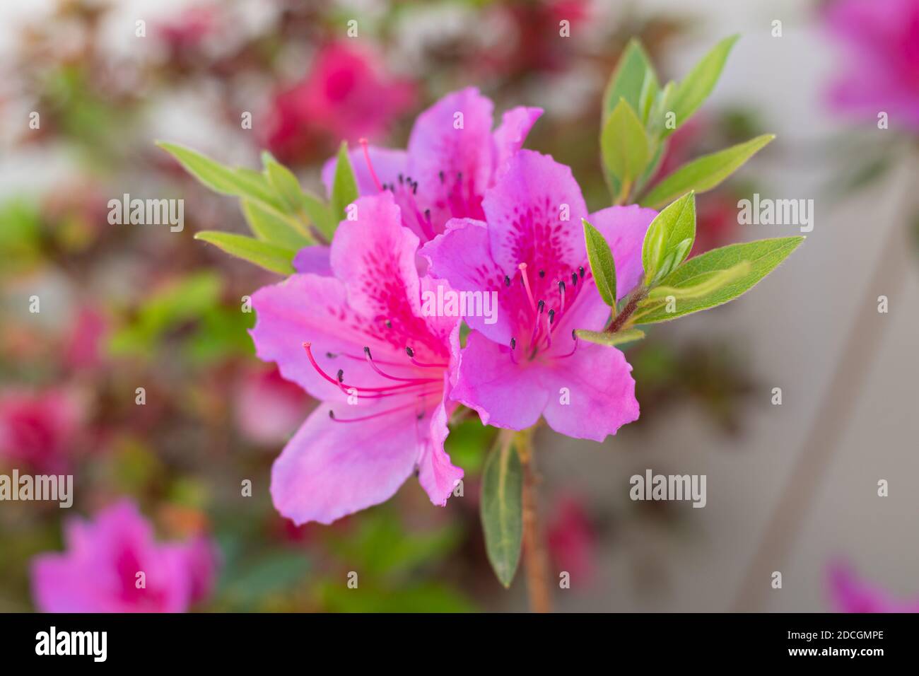 Azalea (Rhododendron) con fiori di fuscia rosa Foto Stock