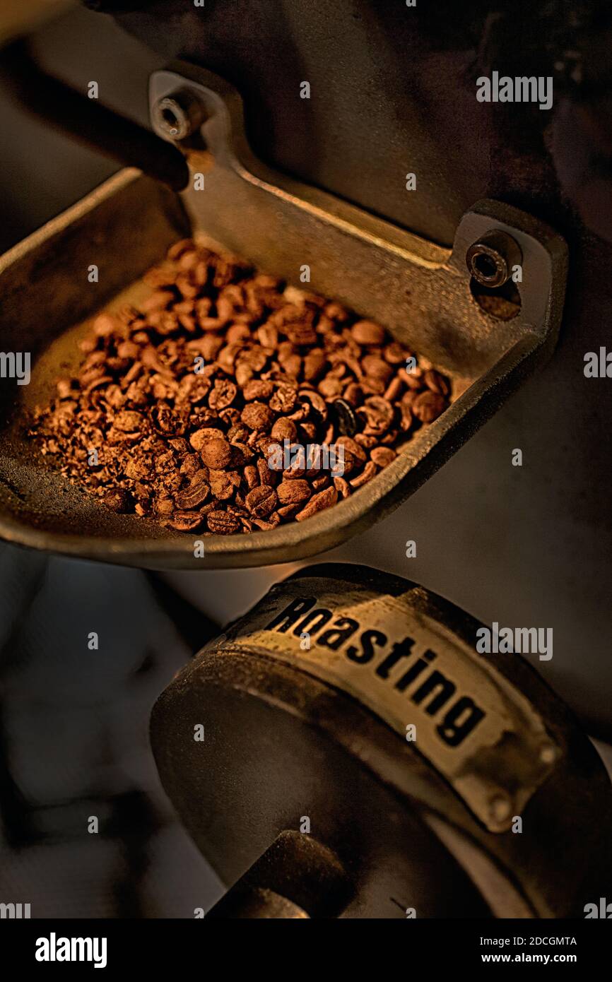 Gran Bretagna / Inghilterra / Londra /stile caffè / chicchi di caffè che emergono dal torrefore di sampel. Foto Stock