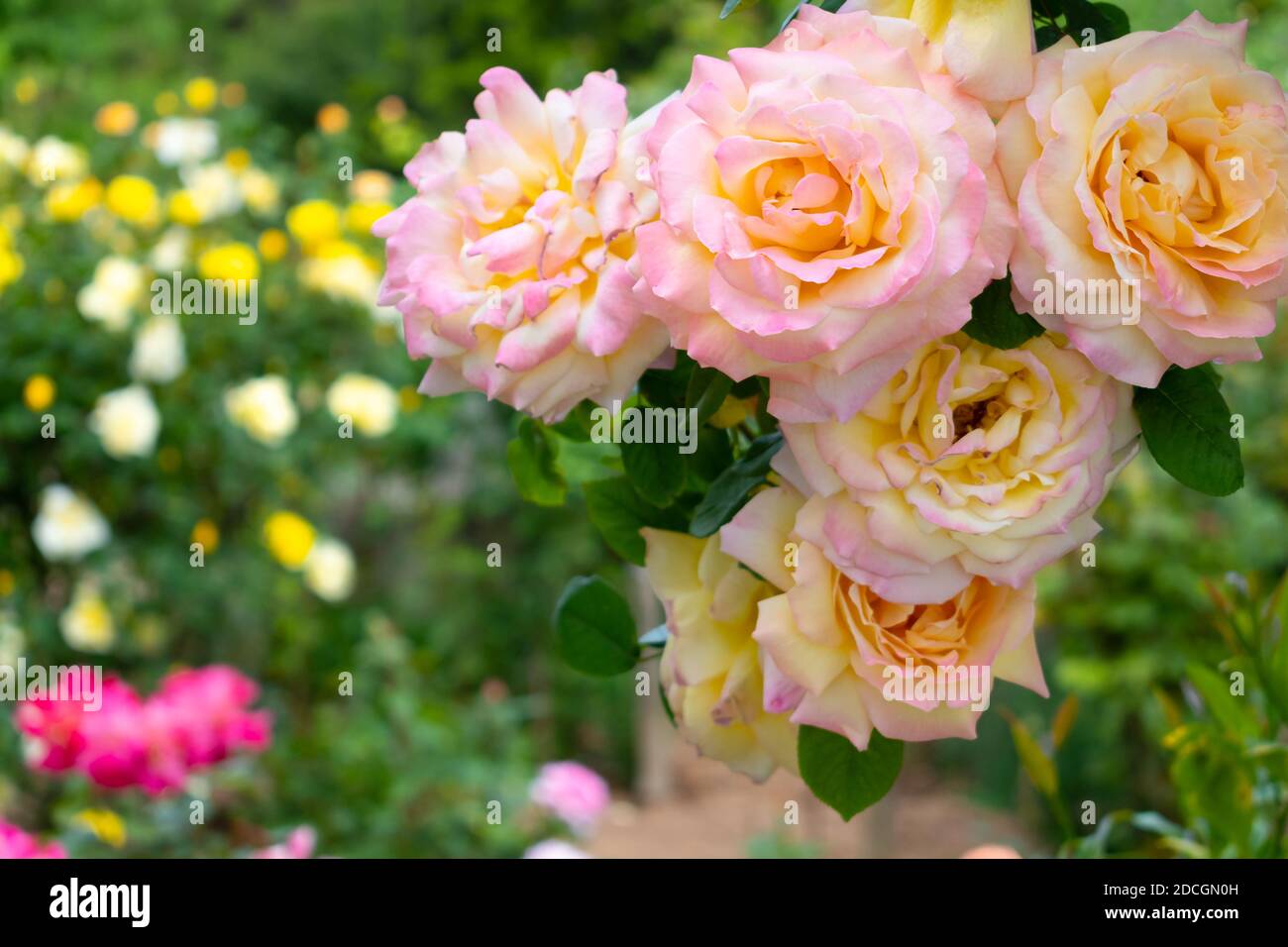 Pendenti arrampicata salmone, rose bianche e arancioni con giardino verde sullo sfondo Foto Stock