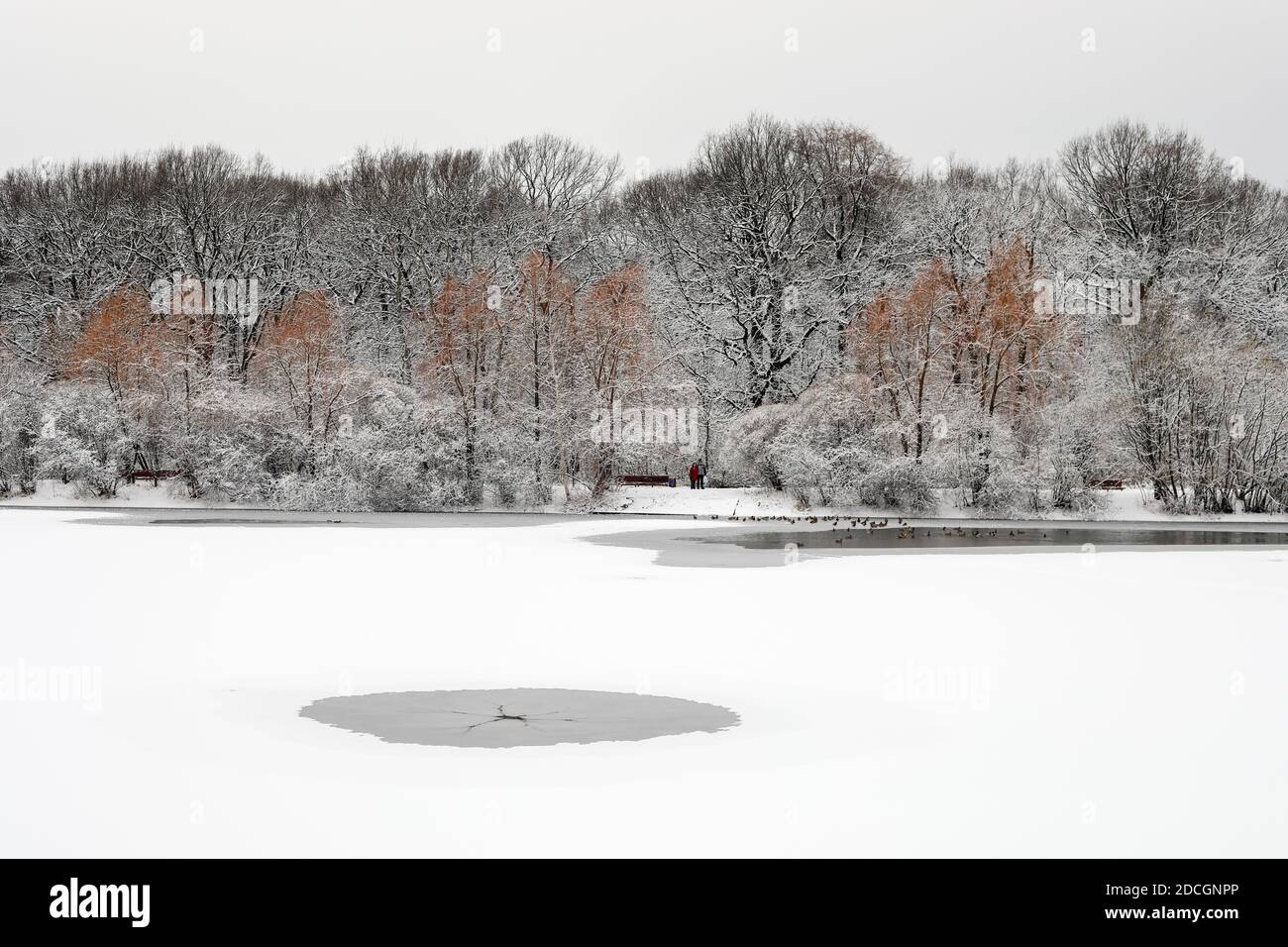 Una foresta ghiacciata dopo una nevicata in inverno su uno stagno ghiacciato. Buca nel ghiaccio. Foto Stock