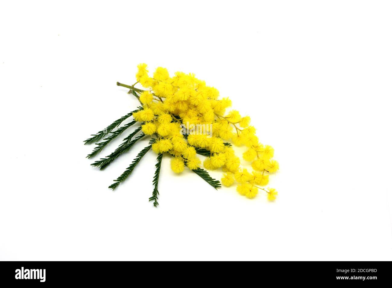 Mimosa flower.Spring sfondo con primavera mimosa flowers.Mimosa primavera fiori sul bianco background.Spring sfondo. Foto Stock