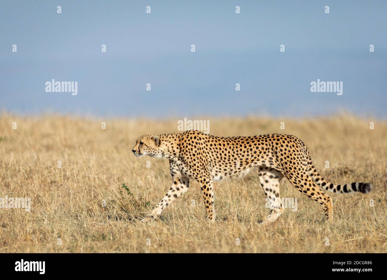 Ghepardo adulto che cammina nelle pianure erbose di Masai Mara In Kenya Foto Stock