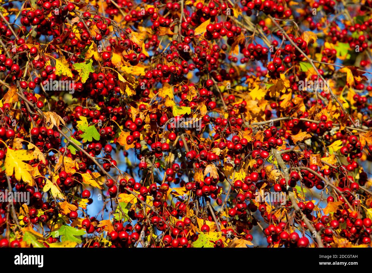 Ramificazione con bacche di biancospino rosso fresco, detto anche Crataegus, spingiolo o mela Foto Stock