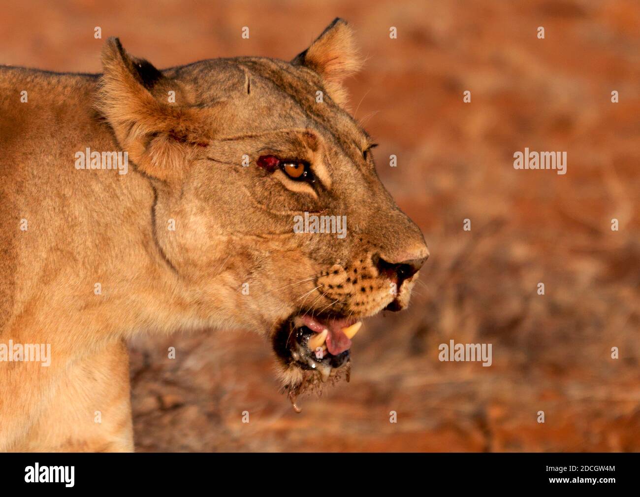 Testa di leonessa ferita, Provincia di Rift Valley, Maasai Mara, Kenya Foto Stock