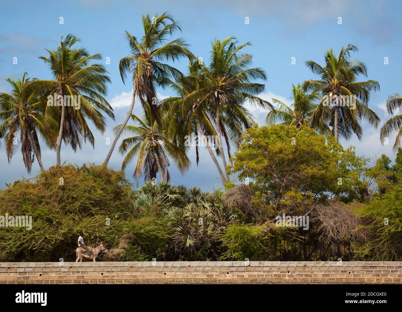 Uomo keniota a cavallo di un asino lungo le palme, Lamu County, Shela, Kenya Foto Stock