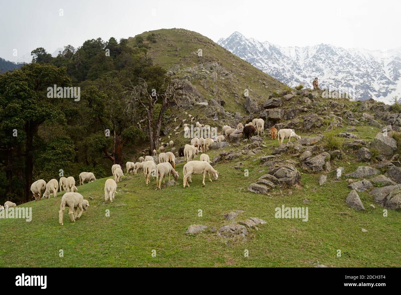 Catena montuosa vicino a Triund Hill. Mandria di pecore che pascolano su un prato verde tra le rocce nelle montagne vicino a McLeod Ganj. Ai piedi di Himalaya mounts Foto Stock