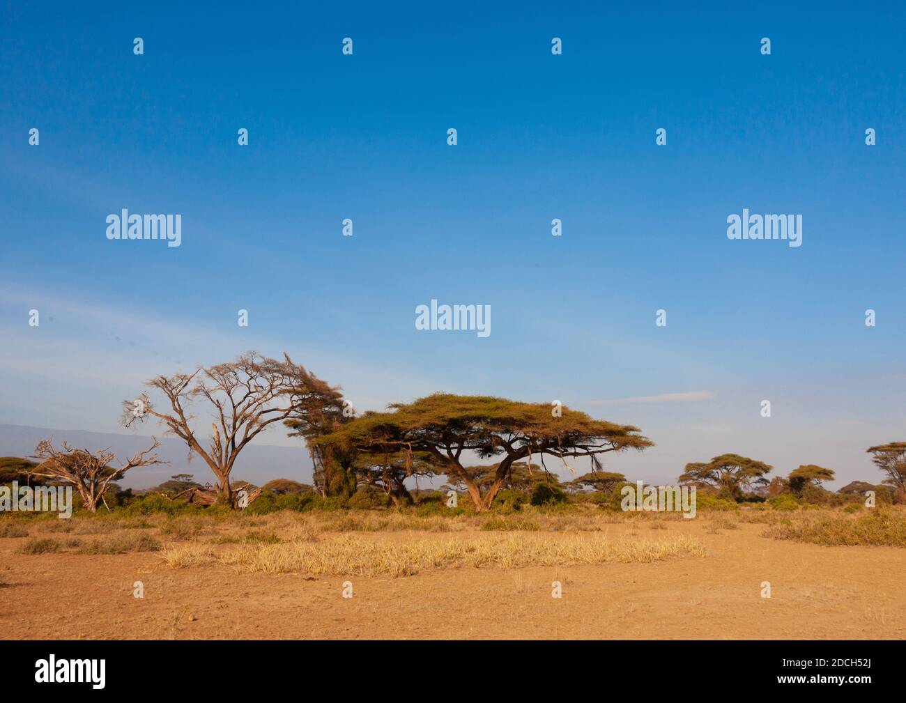 Acacias alberi nel cespuglio, Contea di Kajiado, Amboseli parco, Kenya Foto Stock