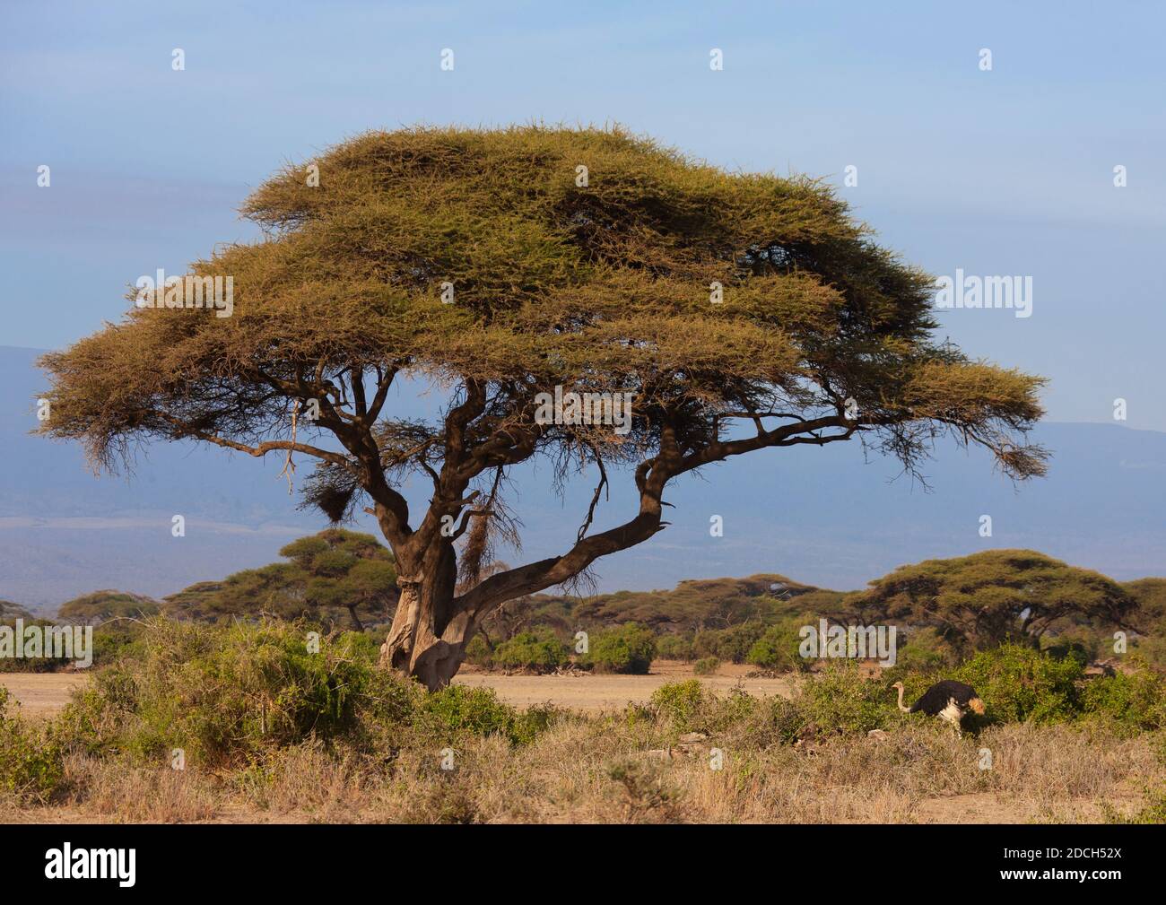 Struzzo vicino ad un'acacia gigante, Contea di Kajiado, Amboseli Park, Kenya Foto Stock