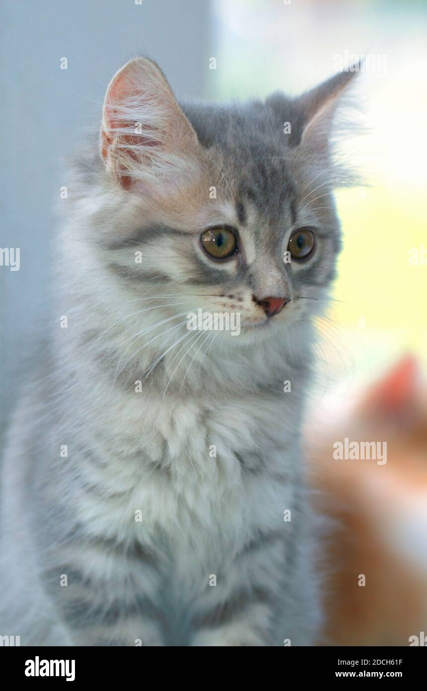 Gattino grigio, soffice e carino Foto Stock