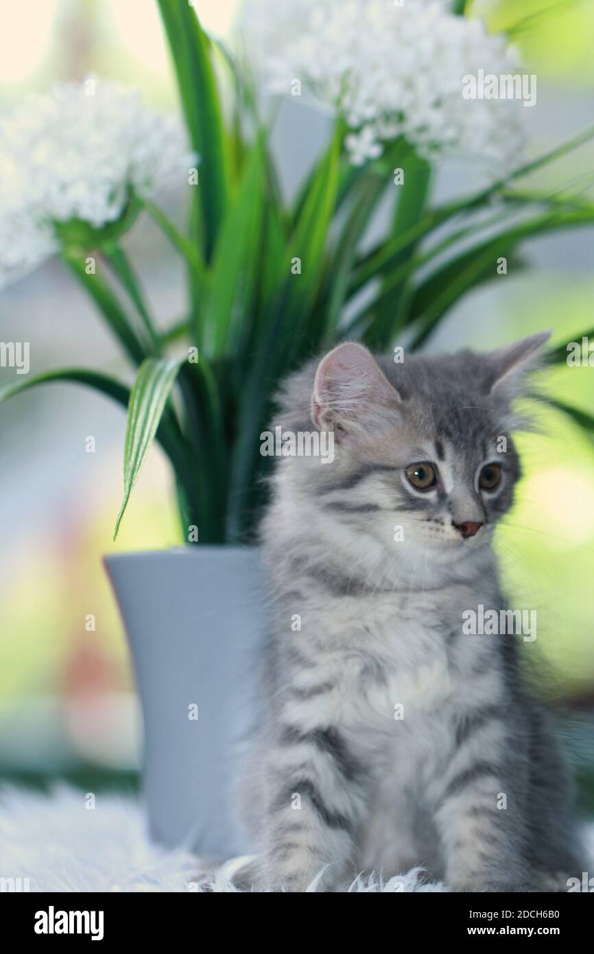 Gattino grigio, soffice e carino Foto Stock