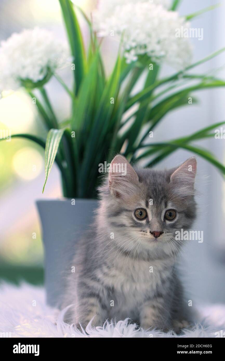 Gattino grigio, soffice e carino Foto Stock