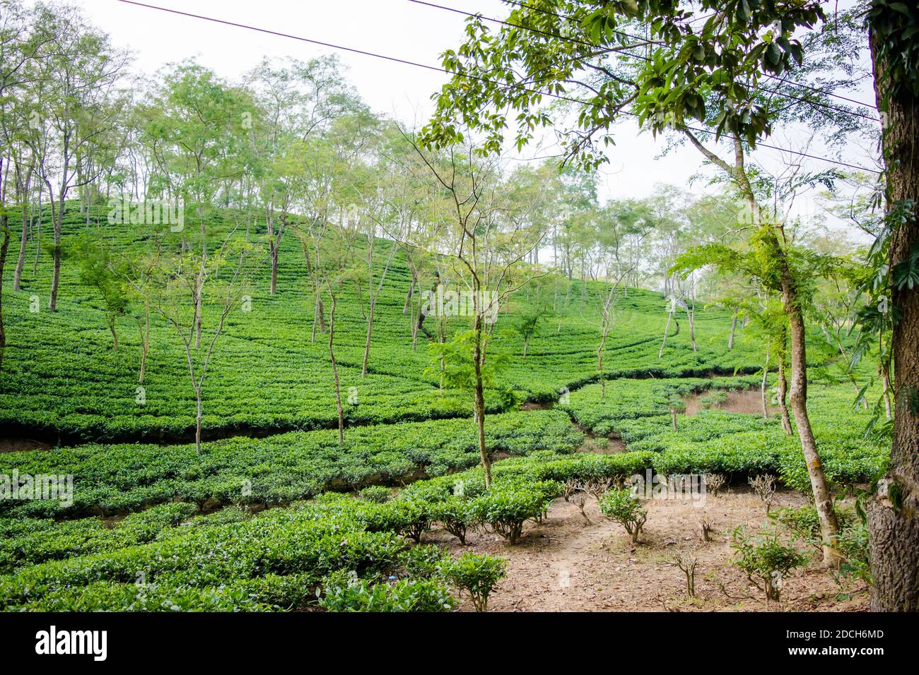 Giardino da tè verde di Assam coltivato nella pianura e nella valle del fiume Brahmaputra, Golaghat. Piantagioni di tè Foto Stock