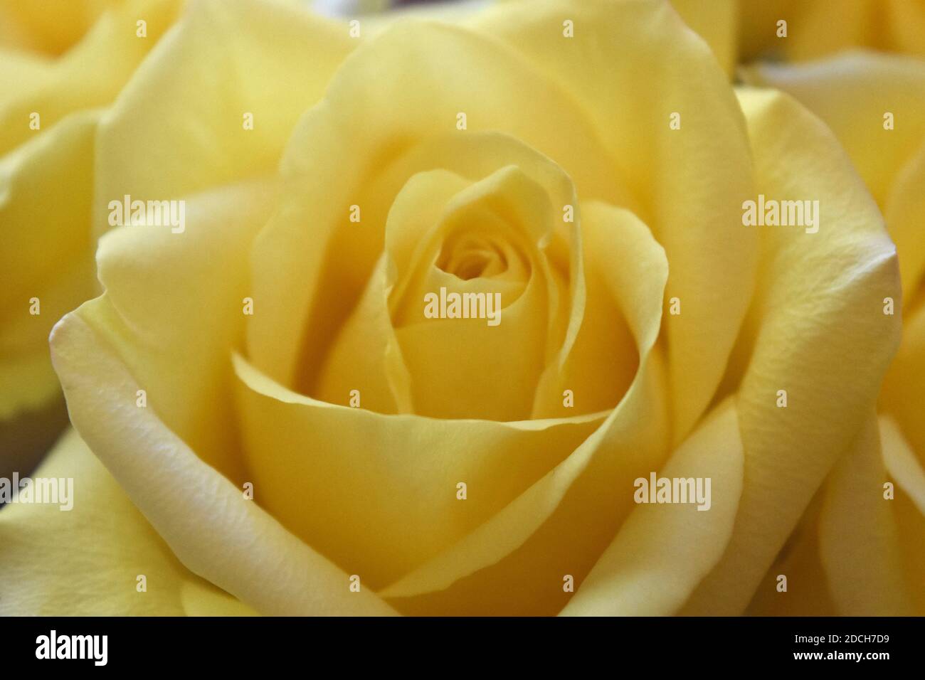 Bel bouquet di rose gialle fiorire e fiorire. Foto Stock