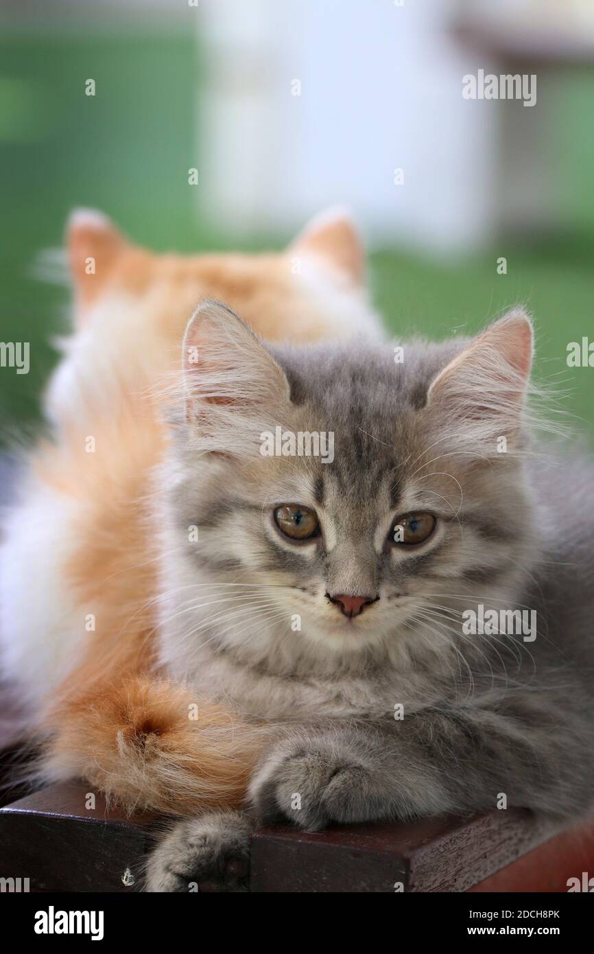 Gattino grigio, soffice e carino Foto Stock