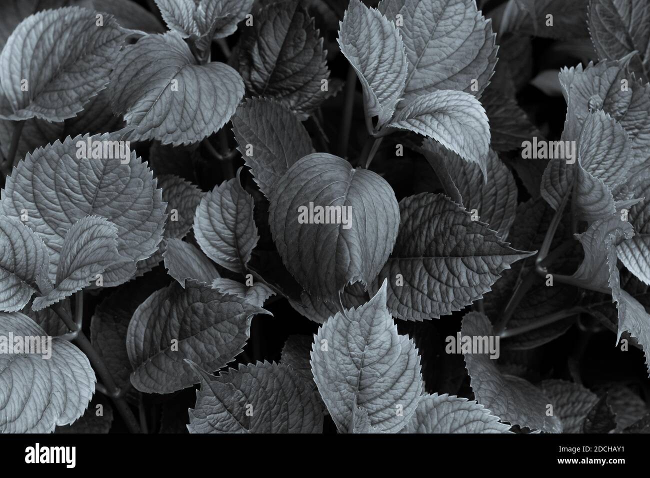 Foglie di Hortensia in tonalità argento selenio, natura testurizzata sfondo astratto Foto Stock