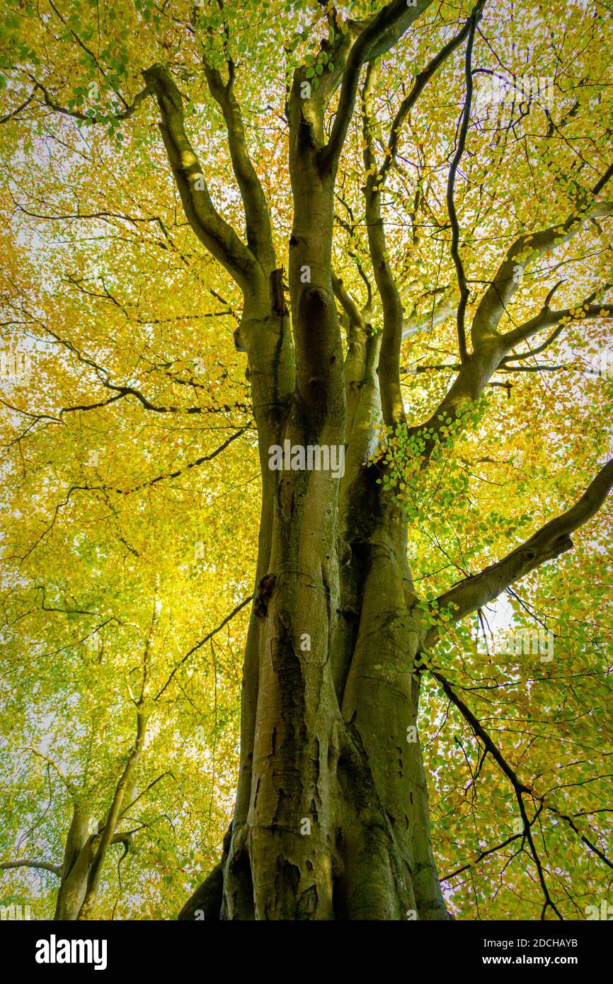 Alberi di autunno Foto Stock