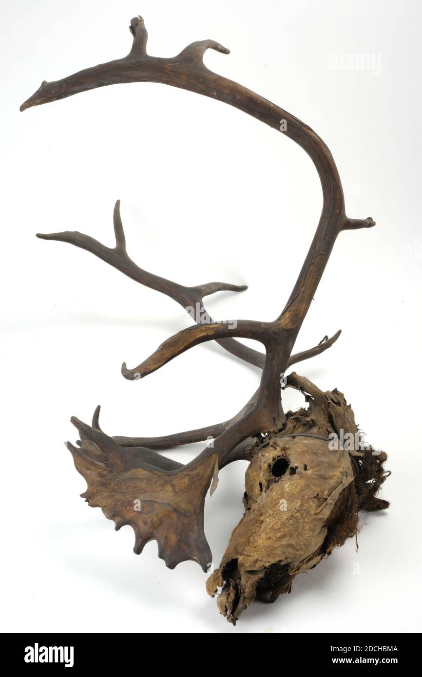 Anonimo, fine del XVII secolo, pelle, antlers, montato, Generale: 80 x 70 x 65cm (800 x 700 x 650mm), cervo, testa di cervo farcito con le antlers di dodici anni dalla Sala di Chirurgia nel Waag Leidse. La testa del cervo è riempita di materiale di ripieno vegetale, 1886 Foto Stock