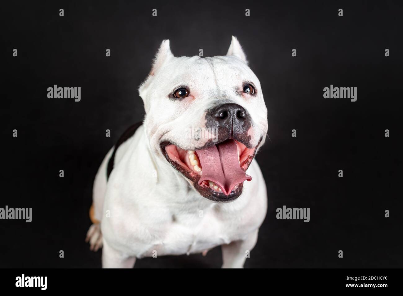 Primo piano ritratto di simpatico sorriso di giovane femmina american bully cane colore bianco e nero Foto Stock