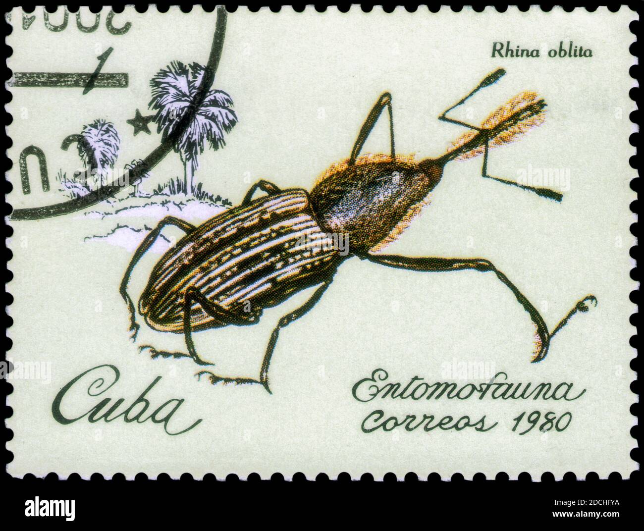 San Pietroburgo, Russia - 12 novembre 2020: Francobollo stampato a Cuba con l'immagine del Weevil, Rhina oblita, intorno al 1980 Foto Stock