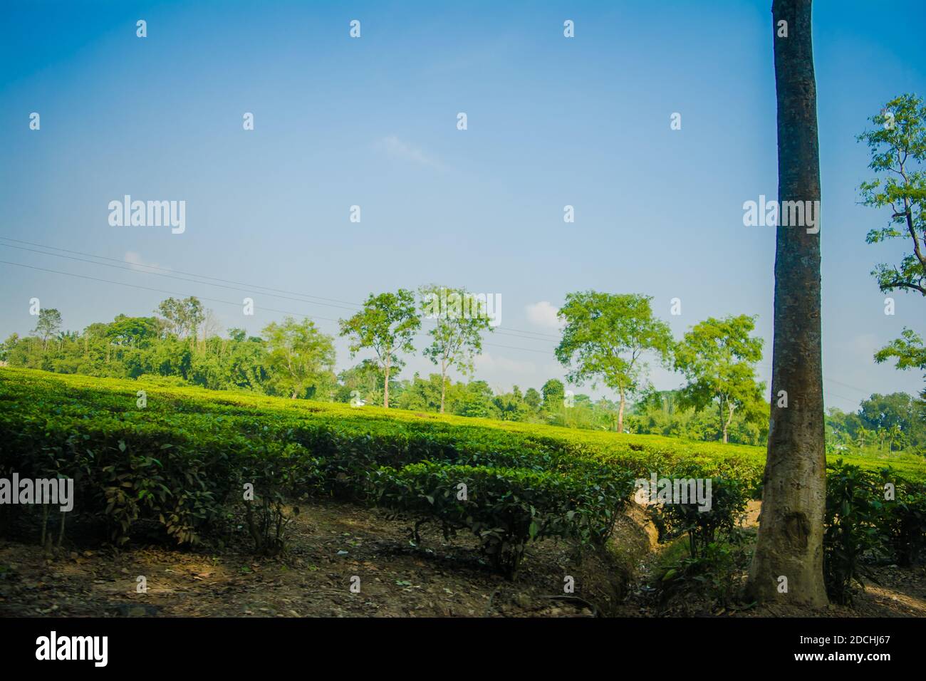 Giardino da tè verde di Assam coltivato nella pianura e nella valle del fiume Brahmaputra, Golaghat. Piantagioni di tè Foto Stock