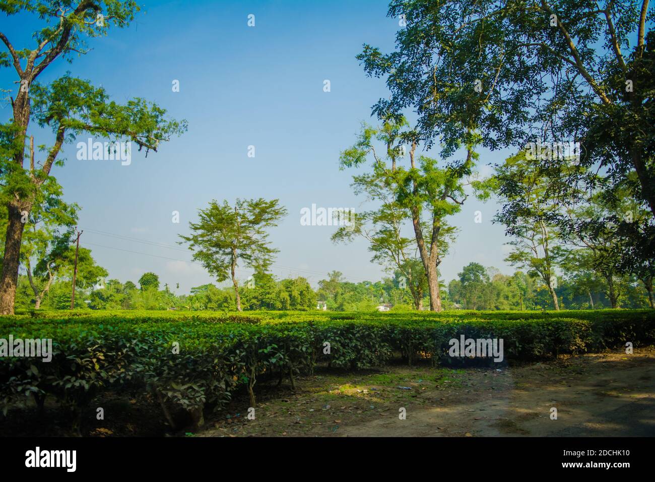 Giardino da tè verde di Assam coltivato nella pianura e nella valle del fiume Brahmaputra, Golaghat. Piantagioni di tè Foto Stock