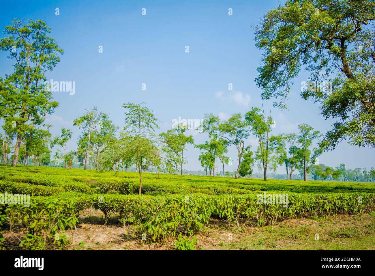 Giardino da tè verde di Assam coltivato nella pianura e nella valle del fiume Brahmaputra, Golaghat. Piantagioni di tè Foto Stock