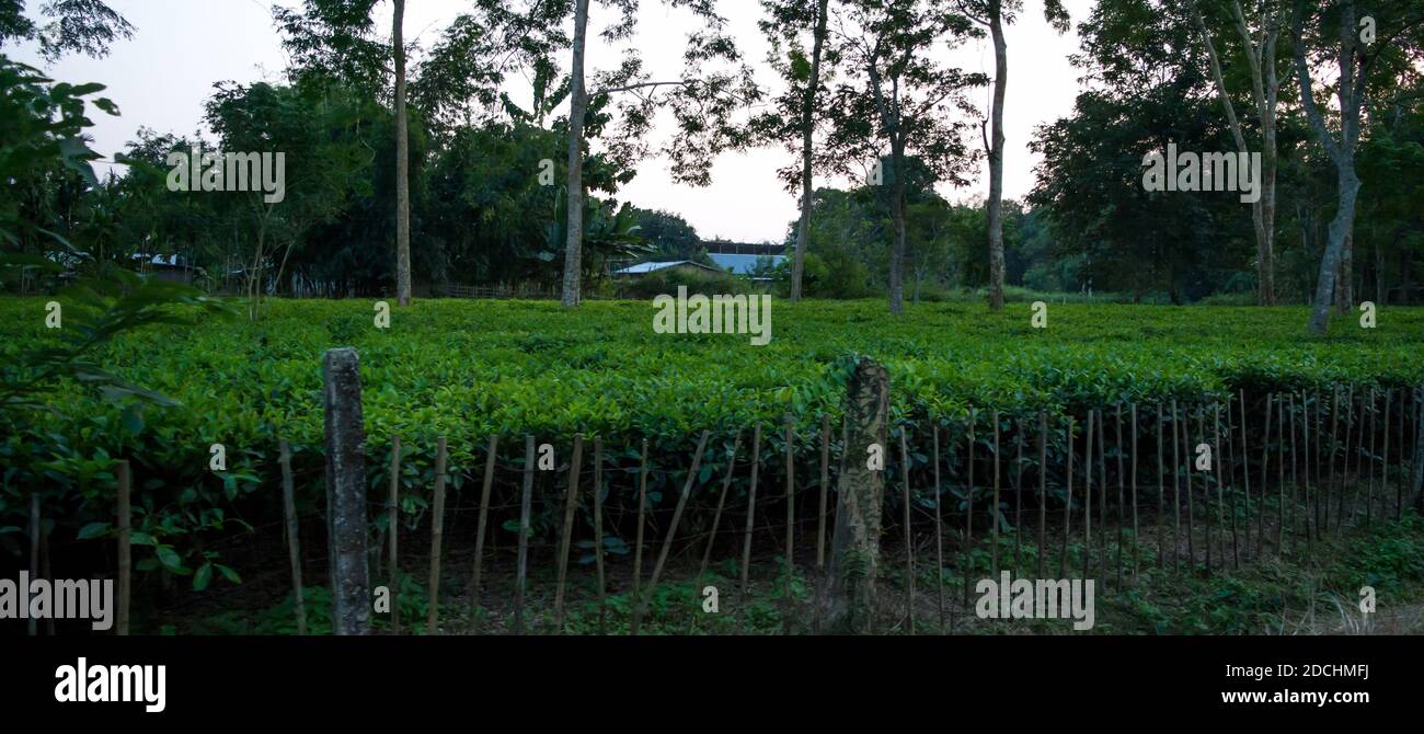 Giardino da tè verde di Assam coltivato nella pianura e nella valle del fiume Brahmaputra, Golaghat. Piantagioni di tè Foto Stock