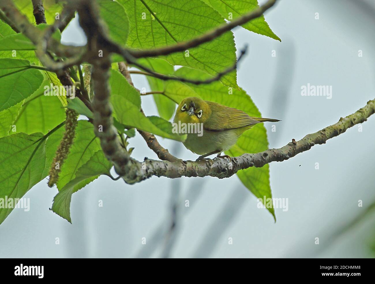 Giapponese occhio bianco (Zosterops japonicus simplex) adulto arroccato sulla filiale Taipei City, Taiwan Aprile Foto Stock