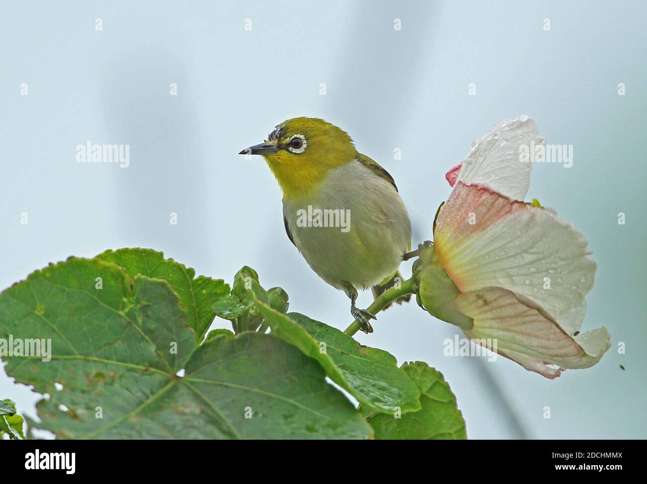 Giapponese occhio bianco (Zosterops japonicus simplex) adulto appollaiato sulla città fiore di Taipei, Taiwan Aprile Foto Stock