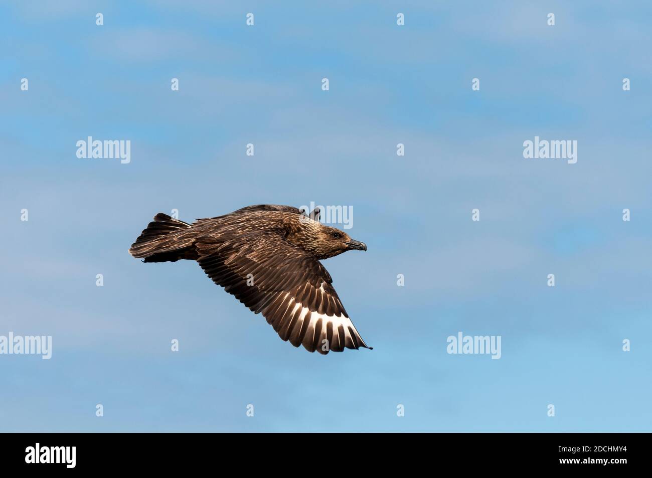 Un adulto grande skua (Catharacta skua) in volo sopra l'isola di Hana al largo della costa nord occidentale della Scozia. Giugno. Foto Stock