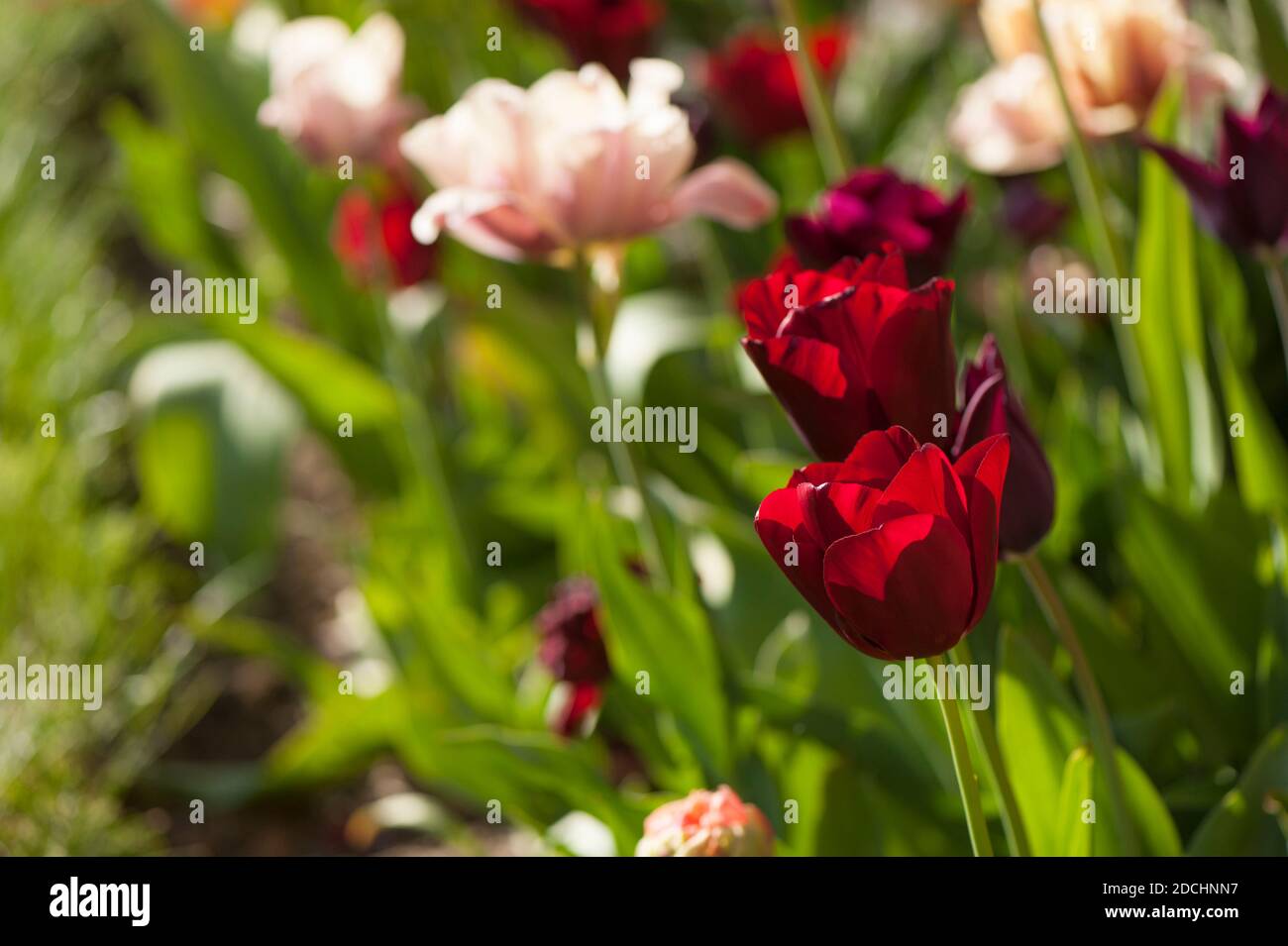 Tulipa ‘National Velvet’ in un confine misto di tulipani dentro molla Foto Stock