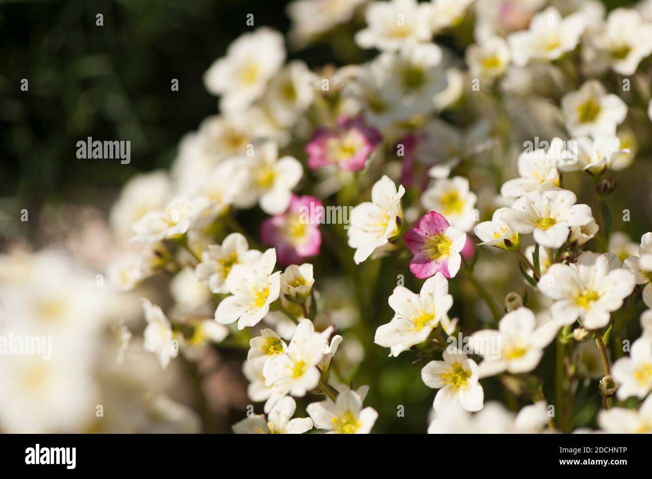 Saxifraga "White Pixie" in fiore con alcuni petali rosa Foto Stock