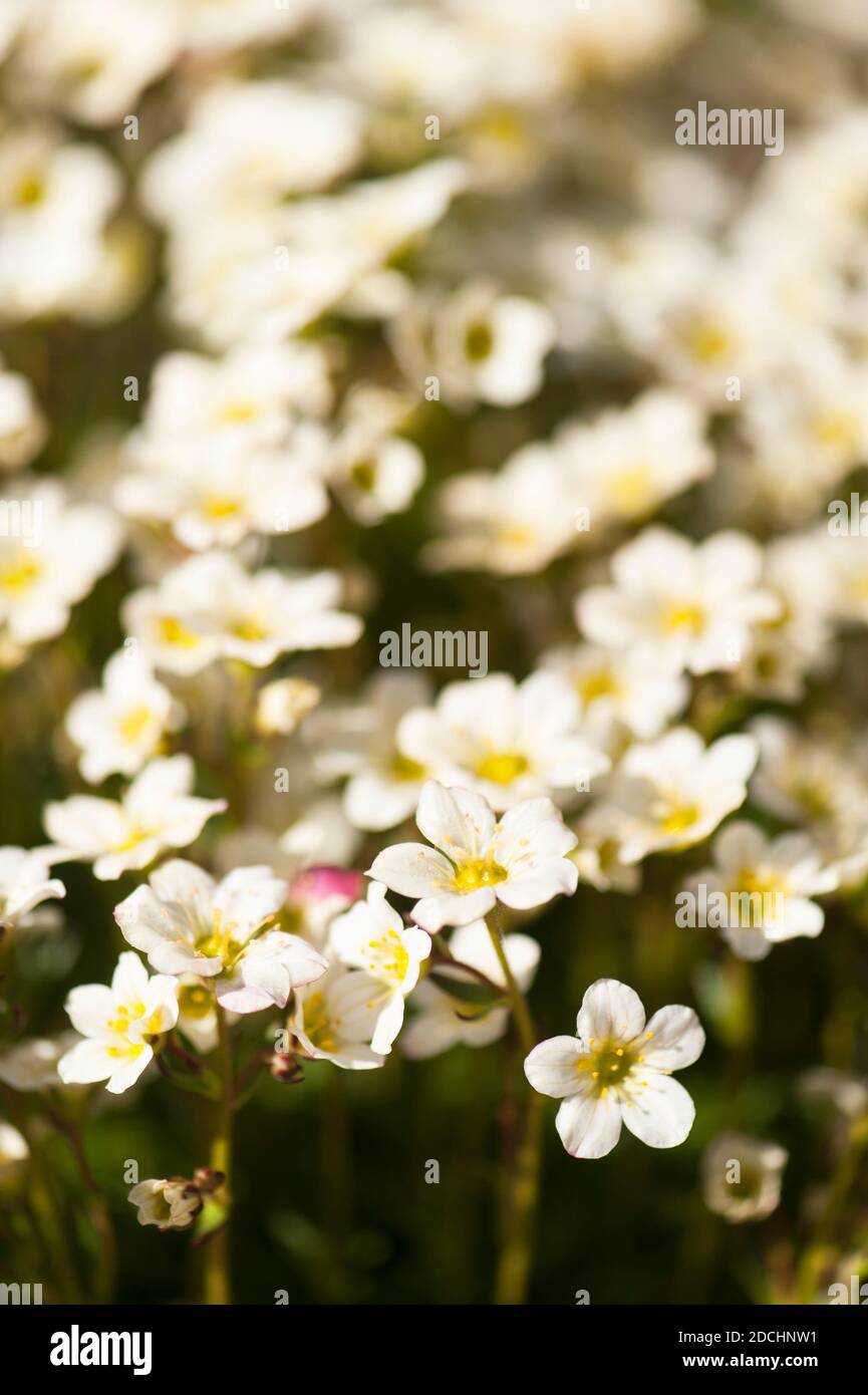 Saxifraga "White Pixie" in fiore Foto Stock