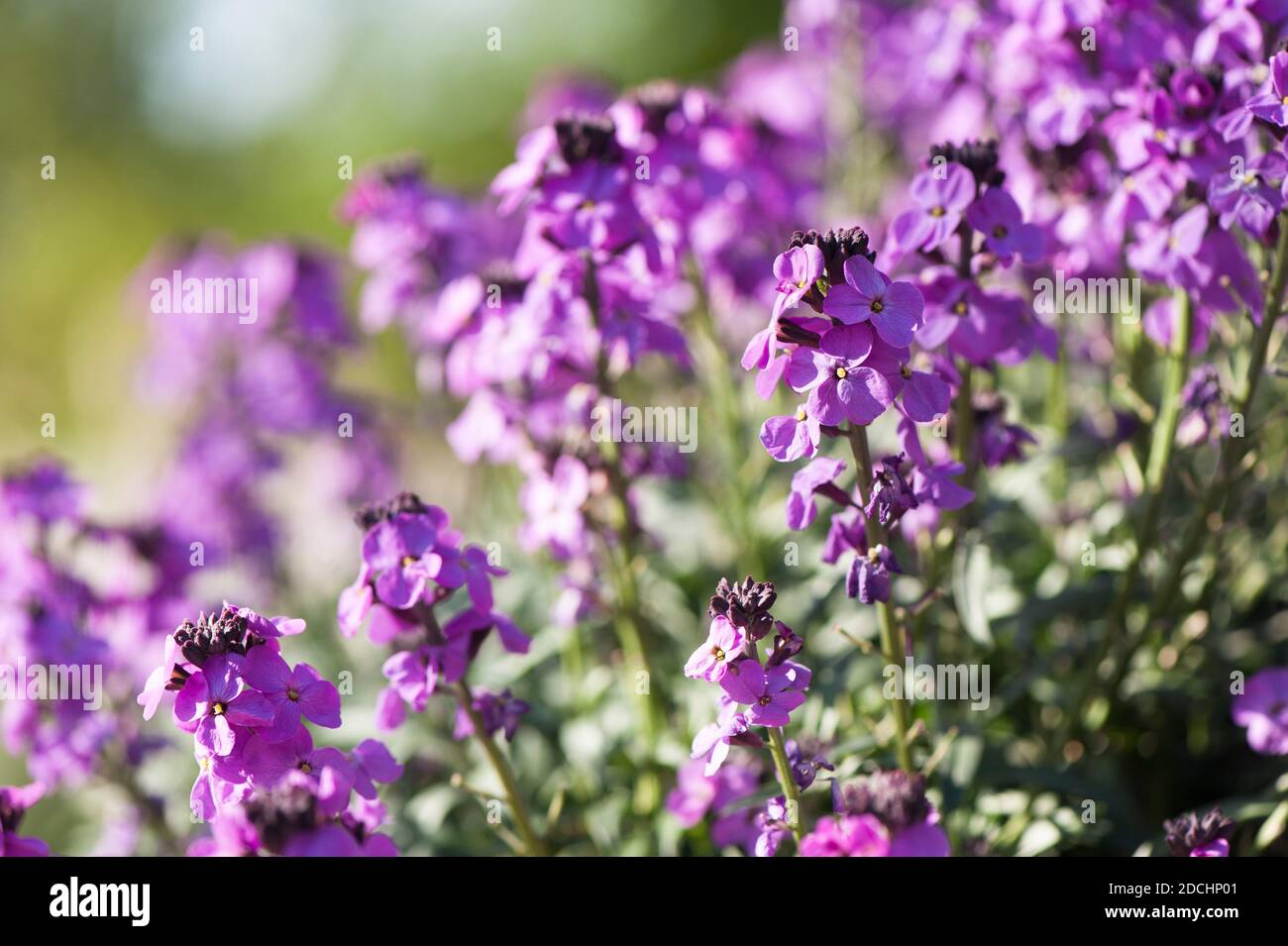 Erysimum linifolium 'Super Bowl Mauve' in fiore in primavera Foto Stock