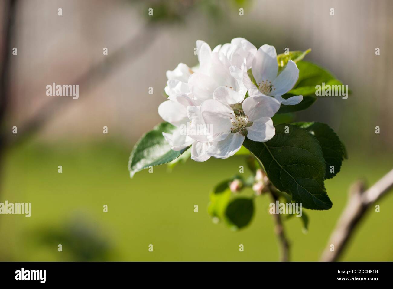 Mela, Malus domestica ‘Diavolo Rosso’ fiorisce su un albero giovane in primavera Foto Stock